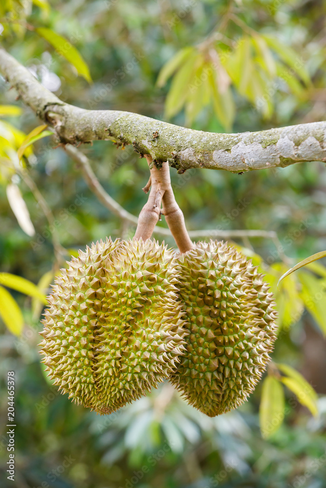 Durian fruit on tree Durian fruit on tree