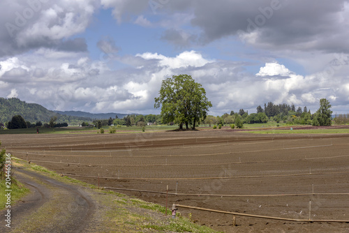 Farmland and sprinklers Sauvie Island Oregon. photo