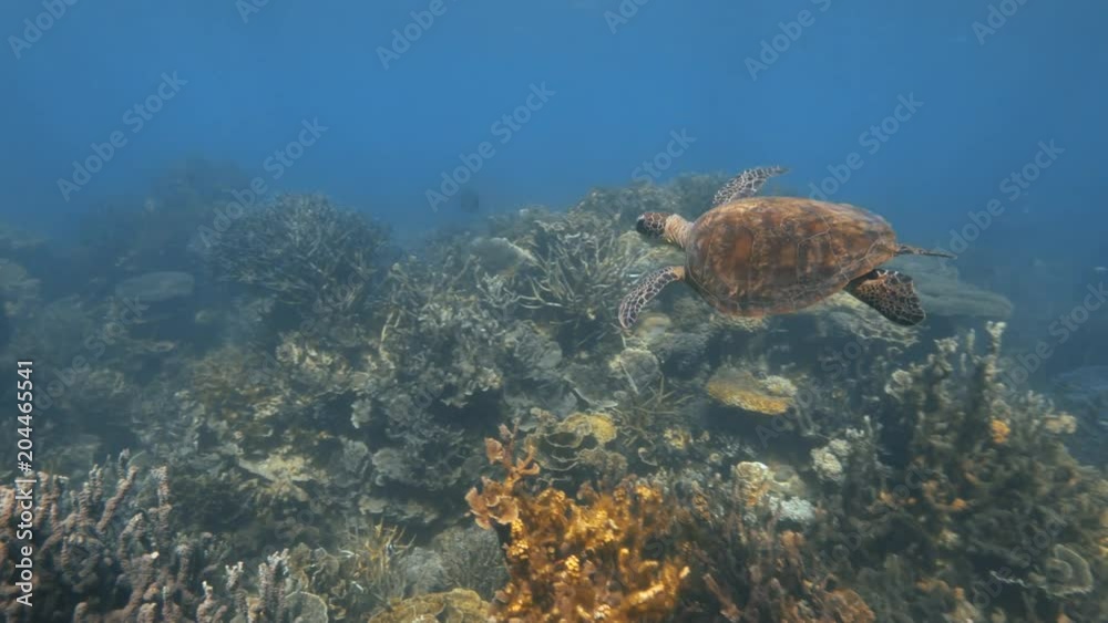 A scenic slow motion shot of a blue tipped branching coral reef.