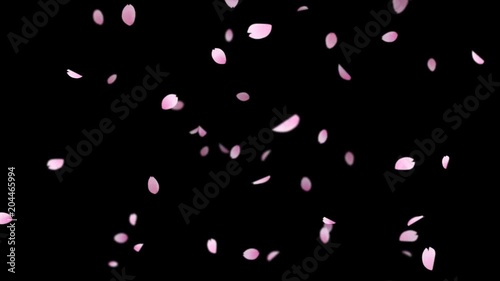 Sakura_Falling_Big_Loop&Alpha