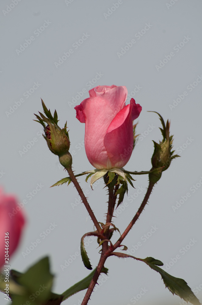 Fototapeta premium Red Red Rose