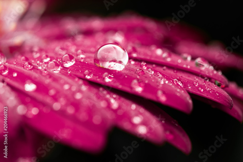 Fototapeta Naklejka Na Ścianę i Meble -  Macro Flower Water Drop Pink