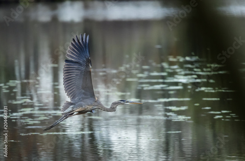Heron