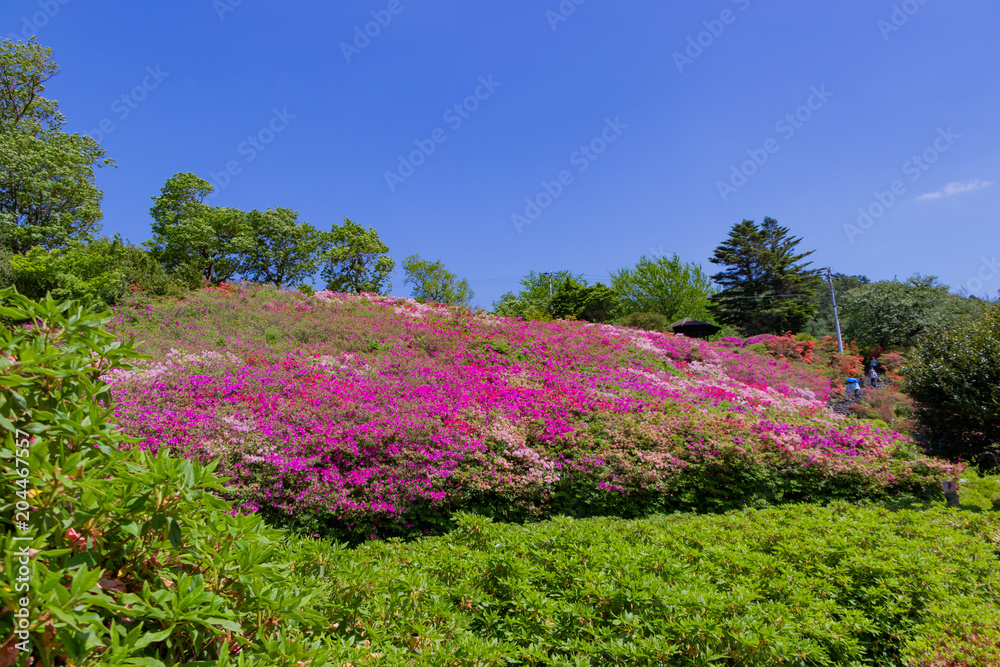 静岡県伊東市　小室山のつつじ