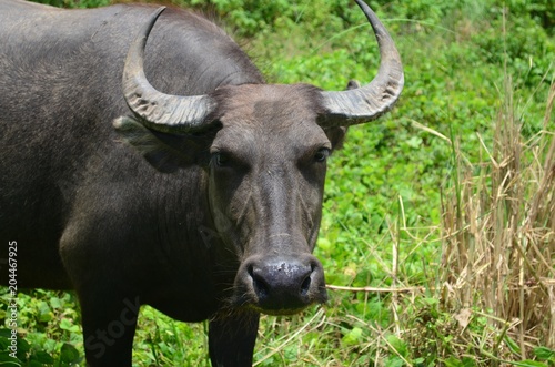 Carabao  water buffalo in the Philippines.