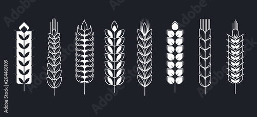 Spikelets or wheat grain spike ears vector icons