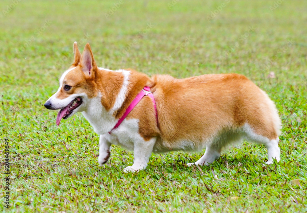 Pembroke Welsh Corgi in the park