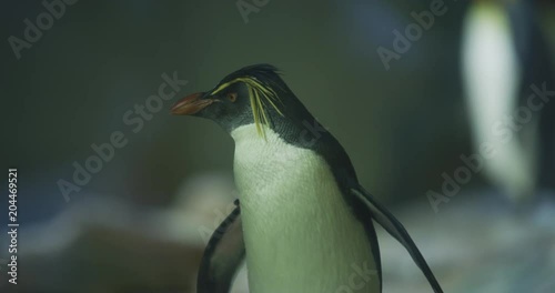 Crested penguin