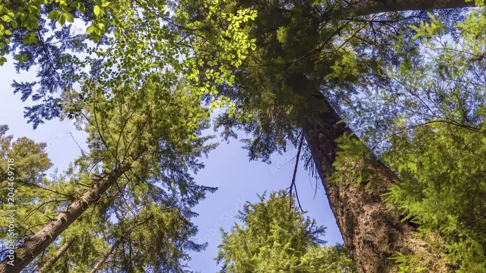 view from below upwards to tree trunks with green leaf crowns rising to the blue sky view from below upwards to tree trunks with green leaf crowns rising to the blue sky