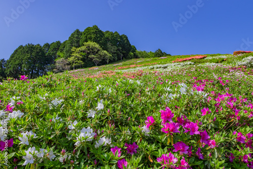 Fototapeta Naklejka Na Ścianę i Meble -  静岡県熱海市姫野沢公園のつつじと鯉のぼり