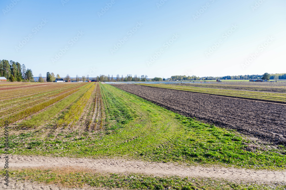 Grass field and graveled road under blue sky, Spring in Finland, cranes gather in a flock. A flock of cranes on the field