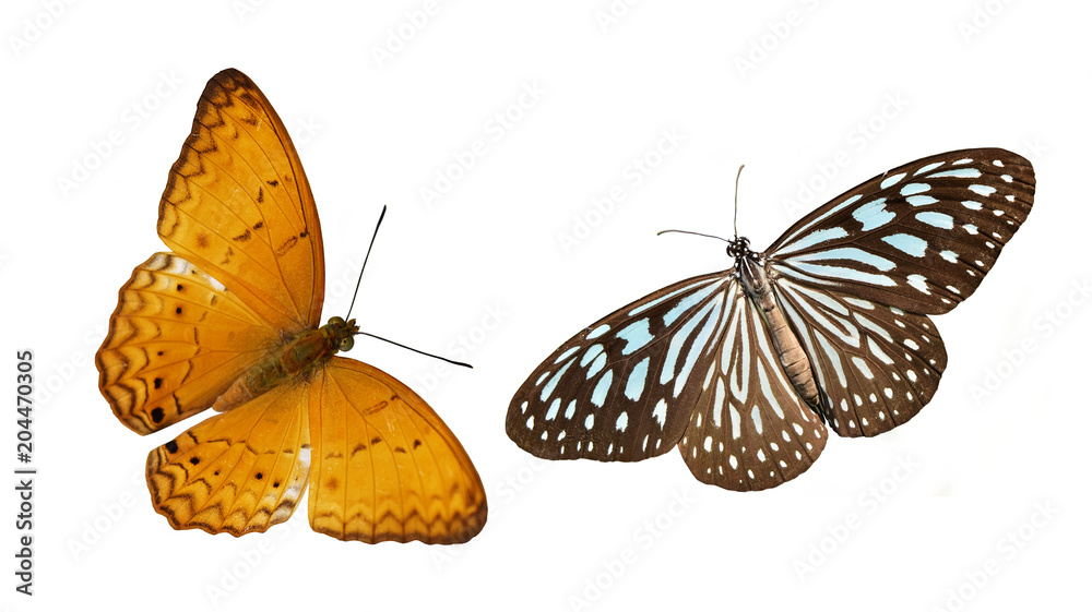 Obraz premium Bladoniebieski tygrys i motyl Yeoman, kolorowe motyle na białym tle