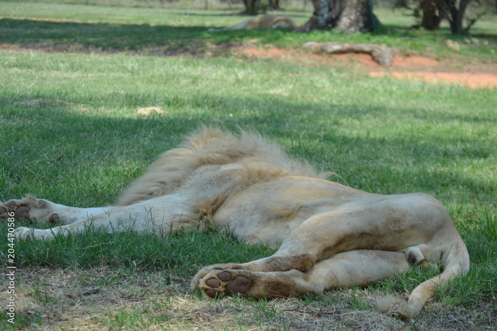 Naklejka premium Lion