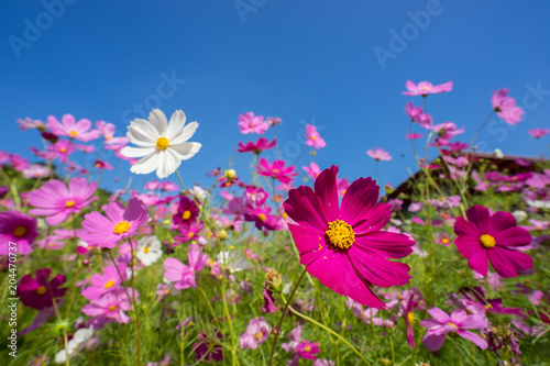 Beautiful pink and white cosmos flowers blooming under sunlight at Jim Thompson Farm, Nakhon Ratchasima, Thailand.