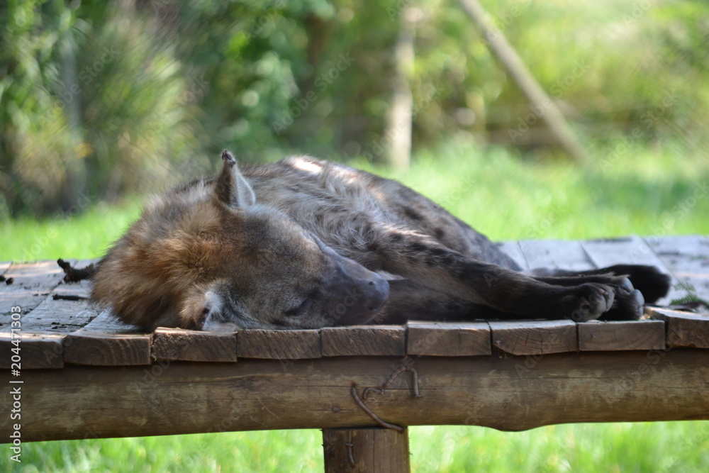 Obraz premium Brown Hyena