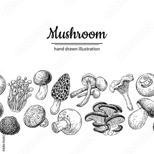 Mushroom drawing vector seamlees border. Isolated   food frame s