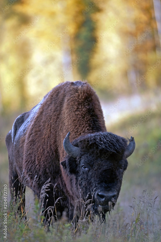 Wood Bison Bull looking at camera, portrait close up, threatened specy  Stock Photo | Adobe Stock