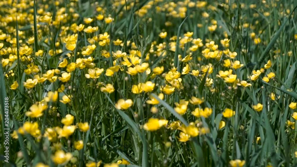 Spring background with Anemone ranunculoides, yellow wood anemone, flowers in nature.