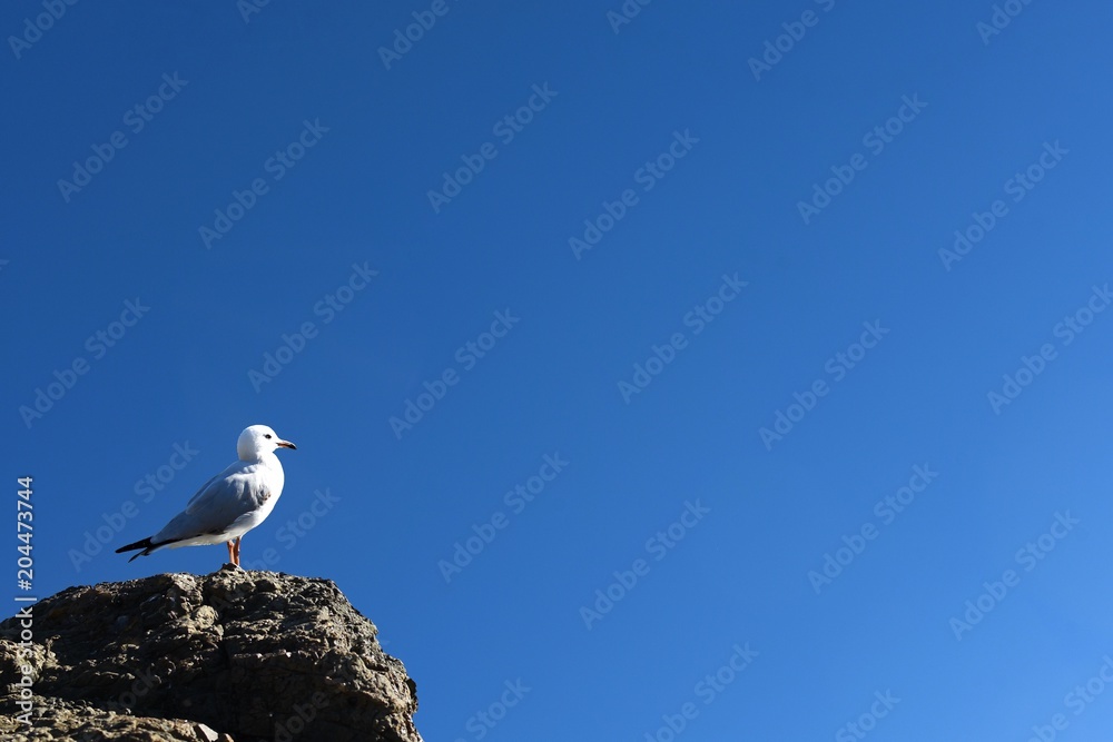 Obraz premium Seagull on a rock with copy space