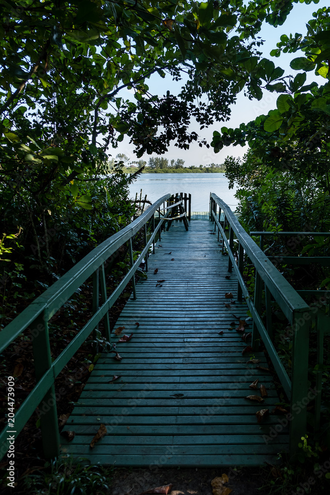 Pathway to small wooden dock in lake, covered in vegetation. Lake can be seen in the background. Marapendi Lagoon, Rio de Janeiro..