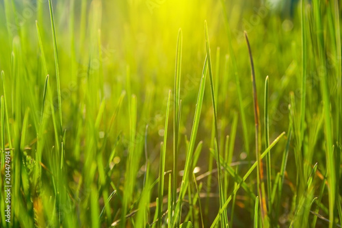 Grass background © Quils