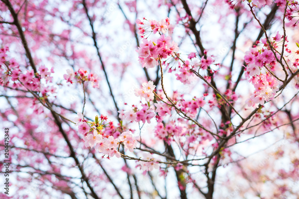 Cherry blossom is famous season in Japan.A lot of travelers come to Tokyo to see the Cherry blossom bloom.