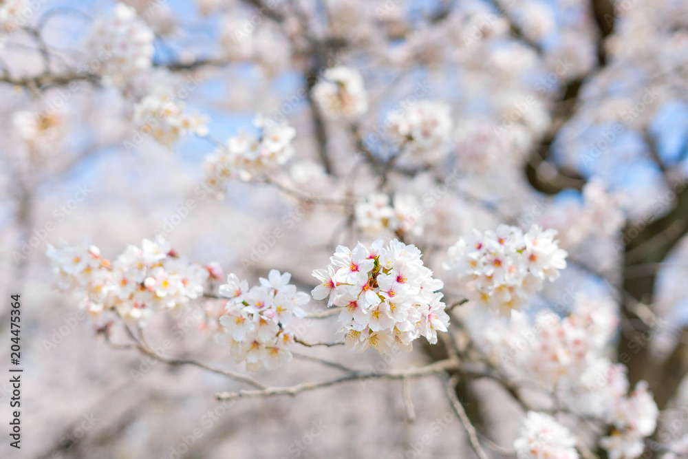 Cherry blossom is famous season in Japan.A lot of travelers come to Tokyo to see the Cherry blossom bloom.