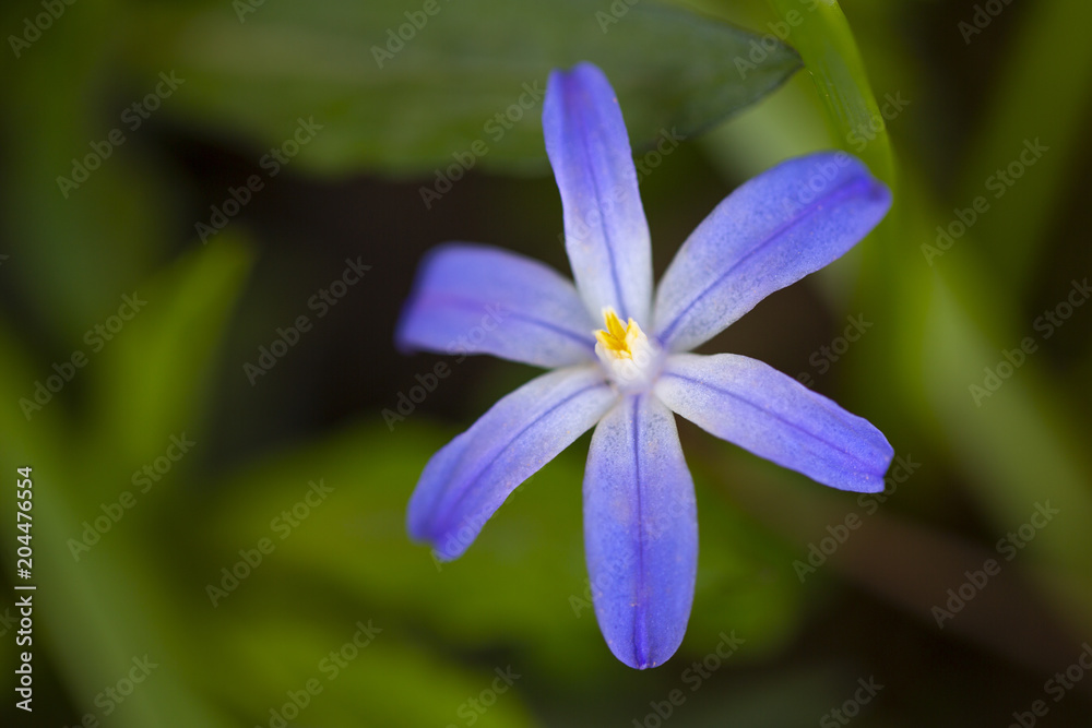 Blooming bulb flower in the spring garden. Blooming bulb flower in the spring garden.