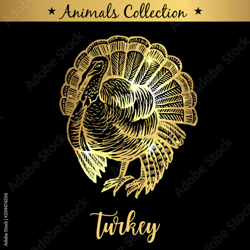 Golden and royal Hand Drawn Emblem of farm Turkey animal. Butchery shop branding, dietary meat products. Butcher market. Gold Outline Sketch and lettering. Contour drawing concept