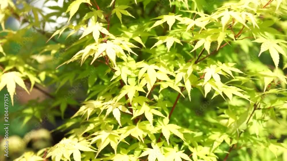 Green leaves of the maple tree in the wind Green leaves of the maple tree in the wind