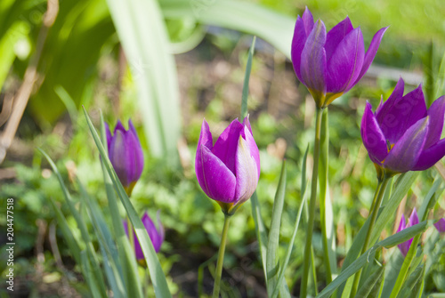 Miniature pointed tulips of purple flowers bloom in the garden in the spring.