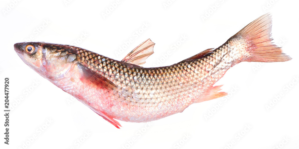 Mullet fish Mullet fish
