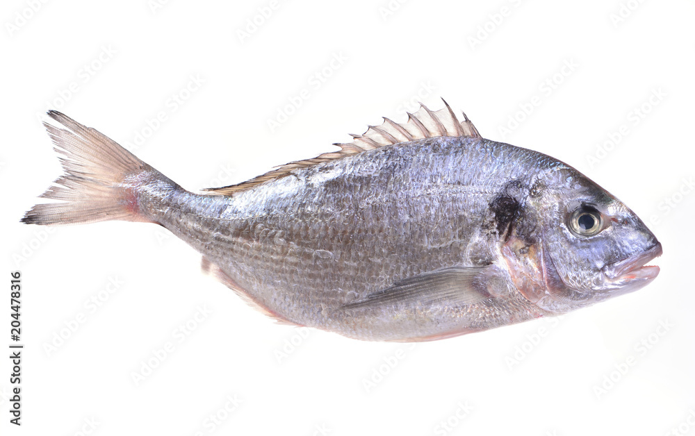 Dorado fish
