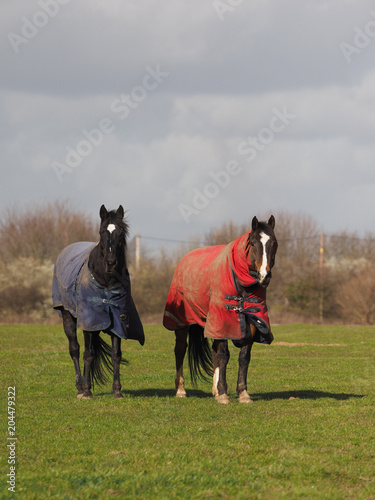 Horses In Rugs