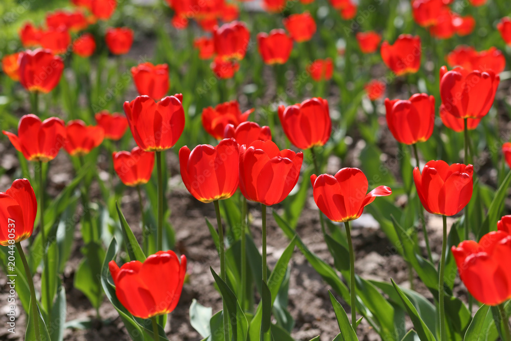 field of red tulips in spring close-up field of red tulips in spring close-up