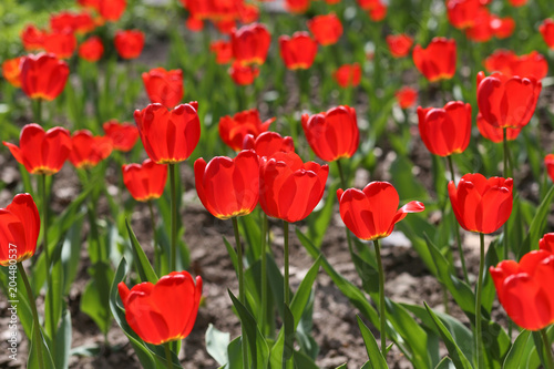 field of red tulips in spring close-up