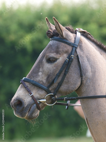 Horse Head Shot In Snaffle Bridle © Nigel Baker