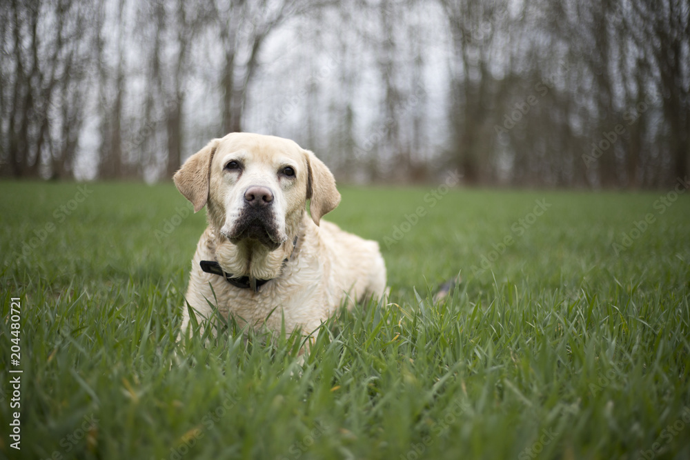 Labrador Retriever Labrador Retriever