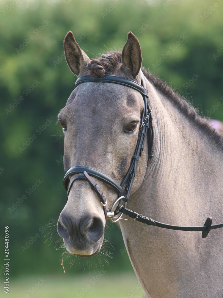 Naklejka premium Horse In Bridle Headshot