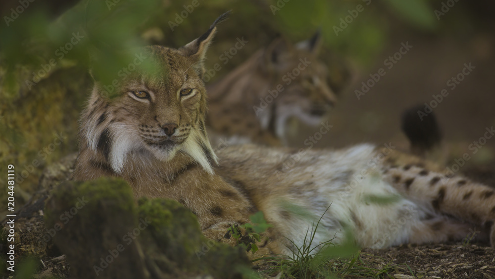 Obraz premium Portrait of Eurasian lynx pair having rest on forest ground in nature habitat, green leaves in foreground / background. Close up wildlife creative blurred bokeh scene at hot summer time. Warm season.