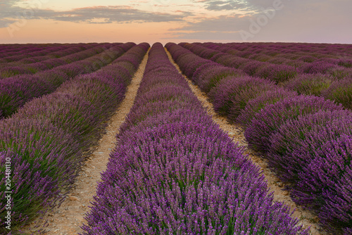Lavender field on sunrise, Valensole Plateau, France