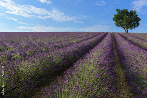 Lavender field in Valensole plateau, Provence, France