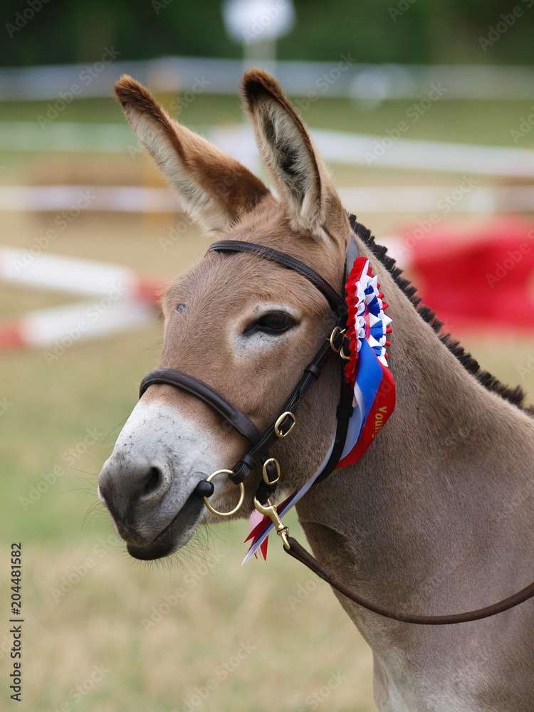 Fototapeta premium Winning Donkey