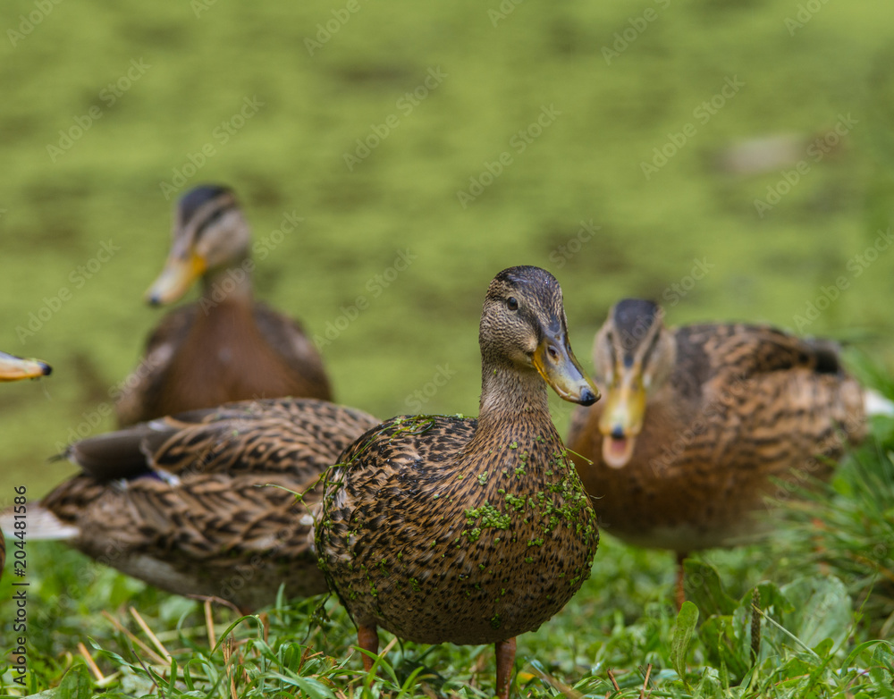 Wild ducks are walking in nature Wild ducks are walking in nature
