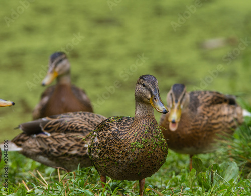 Wild ducks are walking in nature