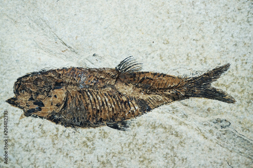nice fish fossil