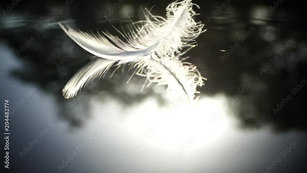 The bird fluff fell beautifully on the surface of the water. The bird's feather easily falls into the lake. Ease and calmness of movement. Beautiful relaxing sunset.