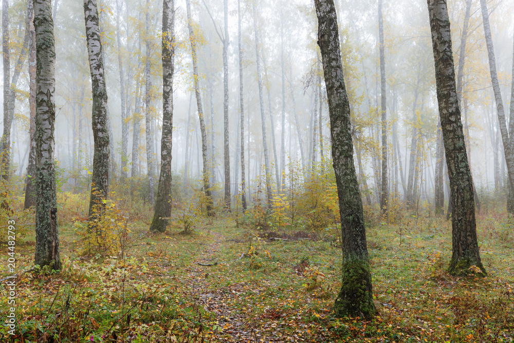 Obraz premium Misty morning in the woods in the fall. Morning, autumn. Birch grove near the city.