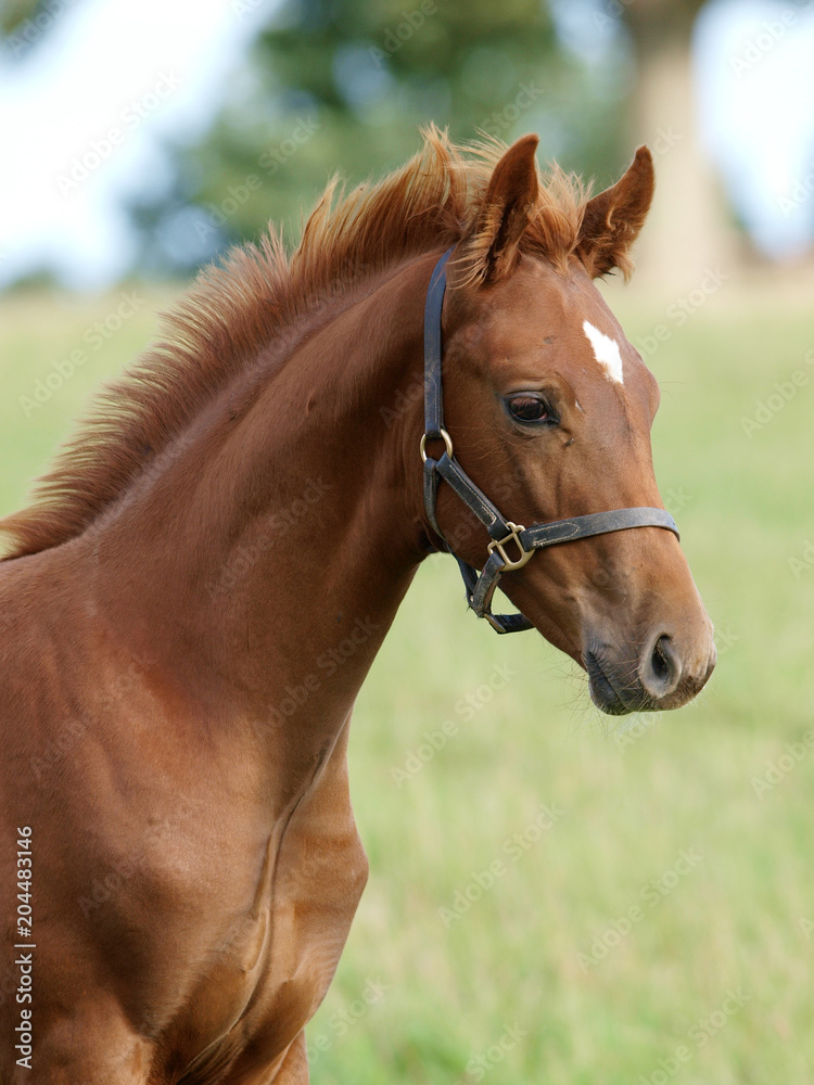 Fototapeta premium Pretty Foal