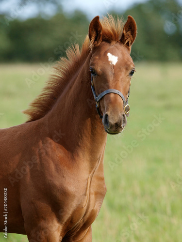 Pretty Foal